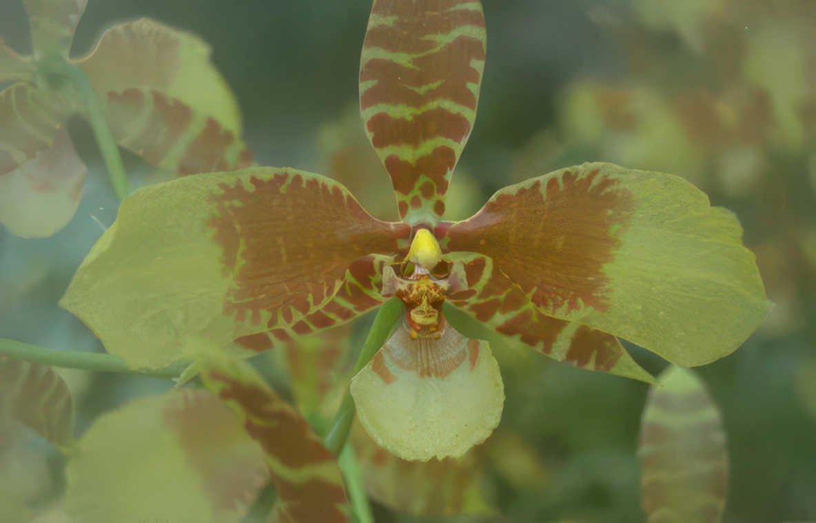 orchid dendrobium flower Vintage A4 Photo Print