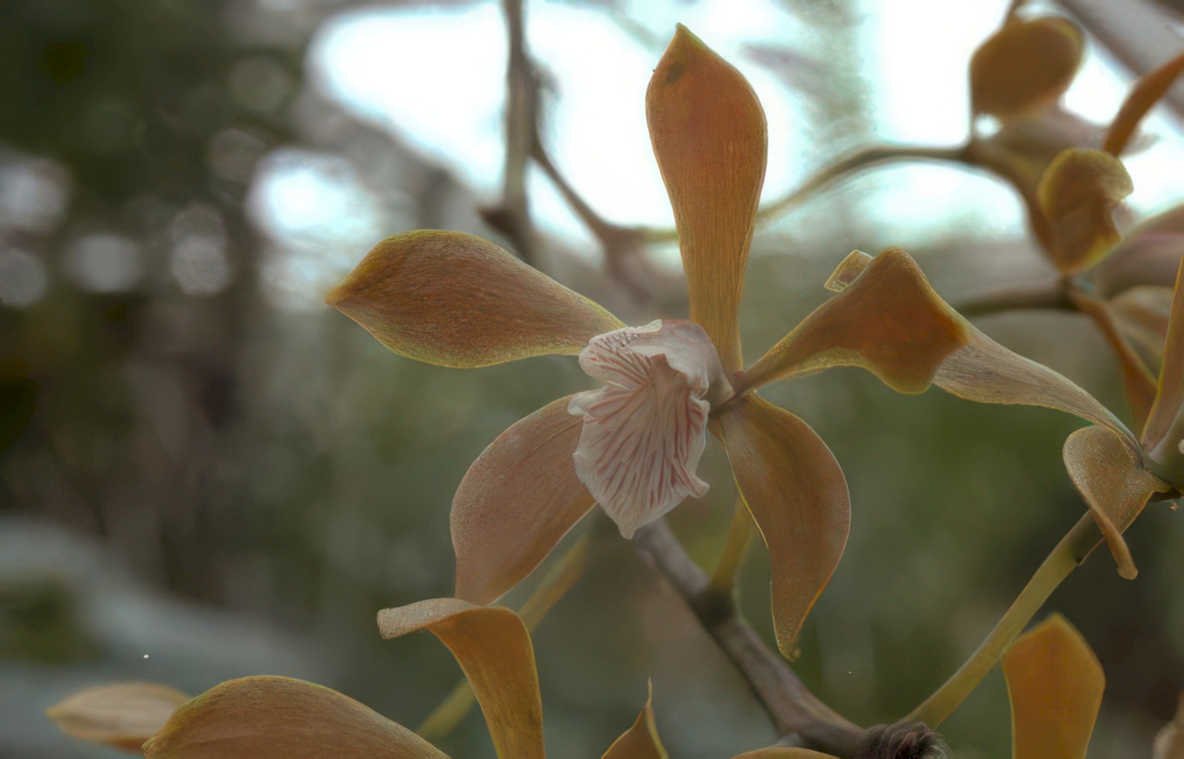 orchid flower stem Vintage A4 Photo Print