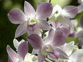 orchid phalaenopsis bloom1980s 1990s A4 Photo Print