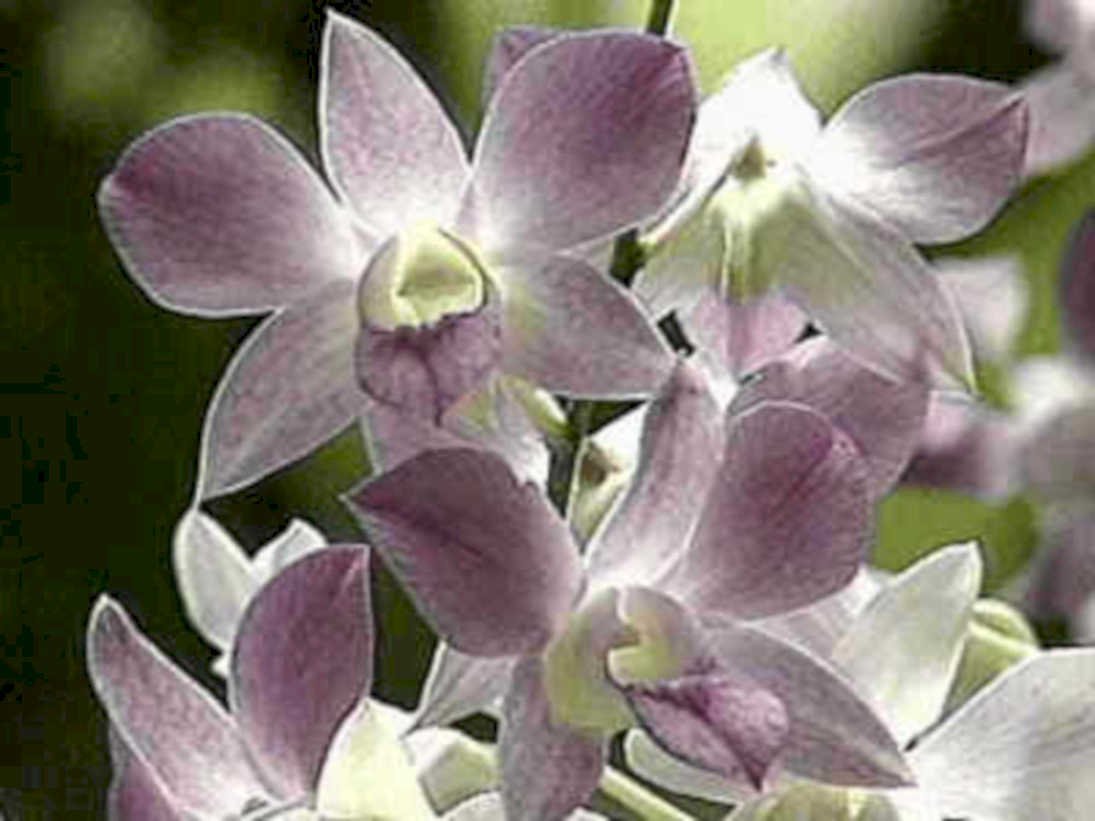 orchid phalaenopsis bloom1980s 1990s A4 Photo Print