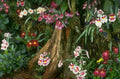 orchid rainforest roots 1980s 1990s A4 Photo Print