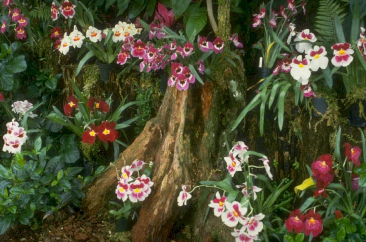 orchid rainforest roots 1980s 1990s A4 Photo Print