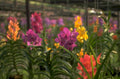 orchids greenhouse vandas 1980s 1990s A4 Photo Print