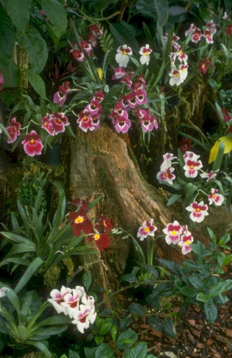 orchids tree fern 1980s 1990s A4 Photo Print