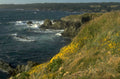 oregon coast goldenflowers 1980s 1990s A4 Photo Print