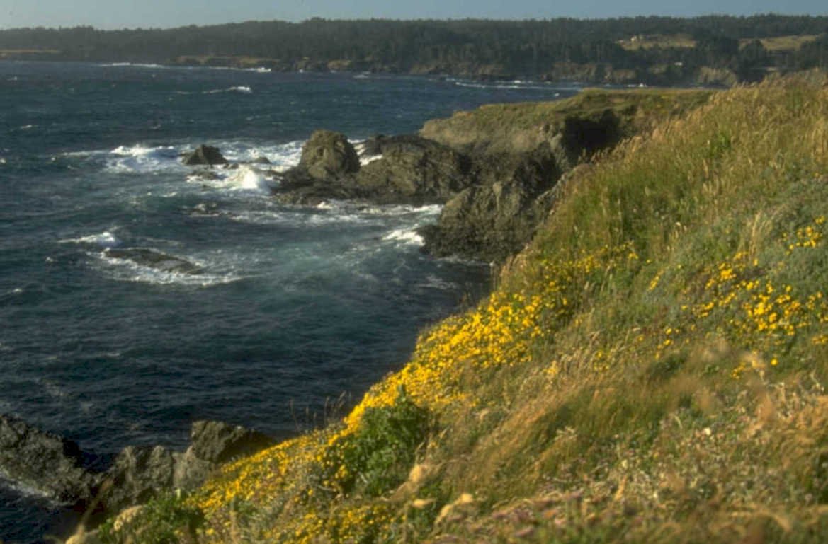 oregon coast goldenflowers 1980s 1990s A4 Photo Print
