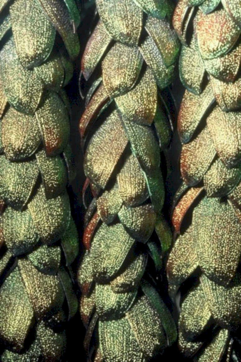 oretophora exoskeleton iridescent1980s 1990s A4 Photo Print