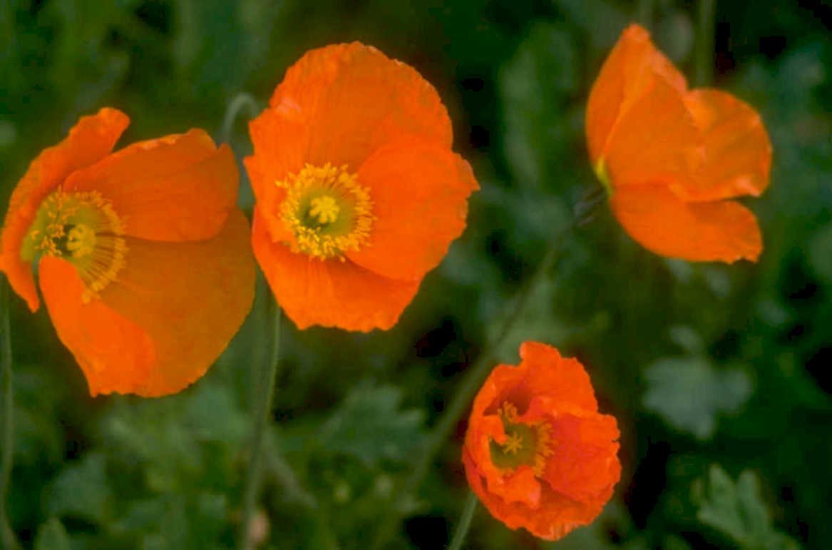 orientalpoppy orange bloom 1980s 1990s A4 Photo Print