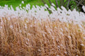 ornamental grass cattails1980s 1990s A4 Photo Print