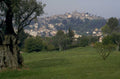 orvieto olive hillside 1980s 1990s A4 Photo Print