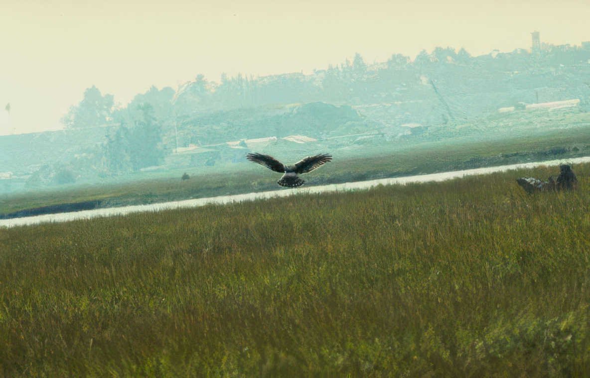 osprey flight wetland Vintage A4 Photo Print
