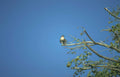 osprey tree branch Vintage A4 Photo Print