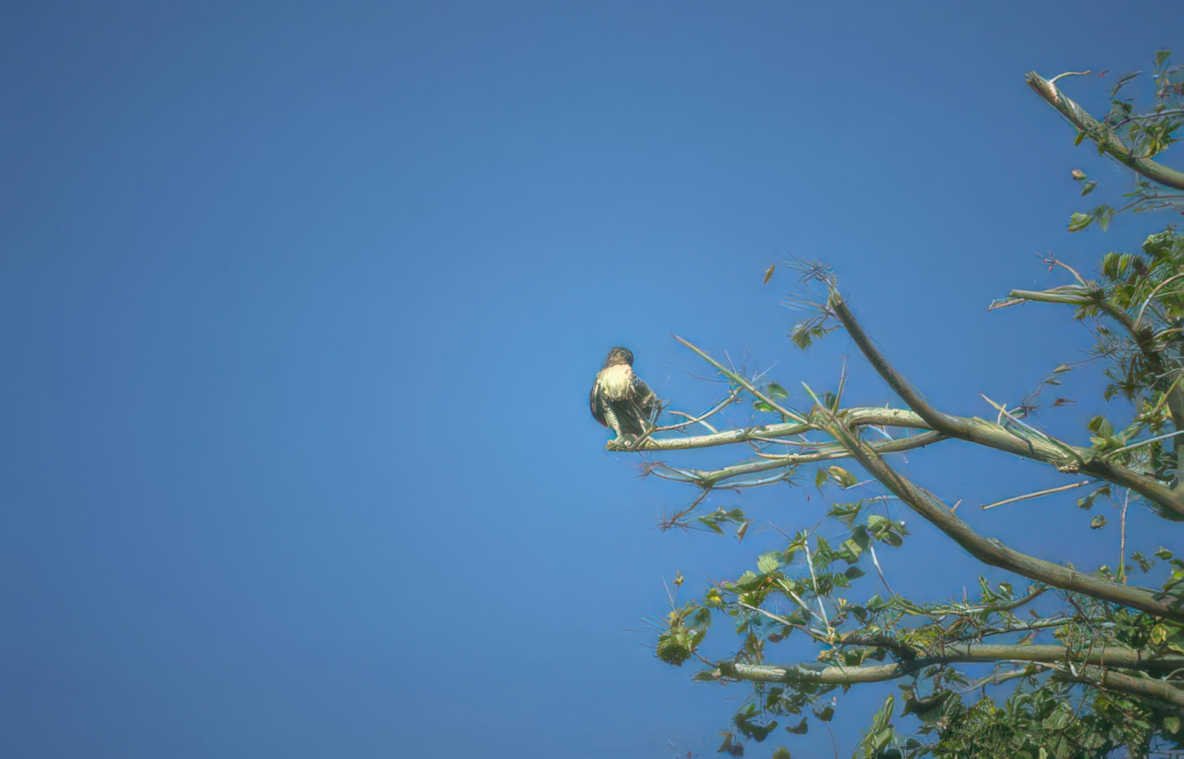 osprey tree branch Vintage A4 Photo Print