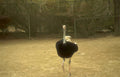 ostrich enclosure zoo Vintage A4 Photo Print