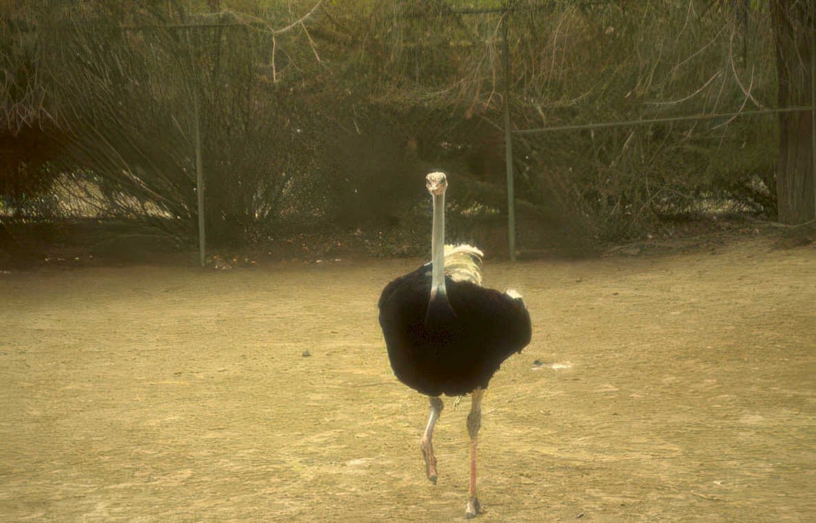 ostrich enclosure zoo Vintage A4 Photo Print