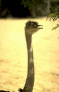 ostrich golden hour Vintage A4 Photo Print