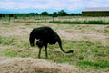 ostrich hay bale1980s 1990s A4 Photo Print