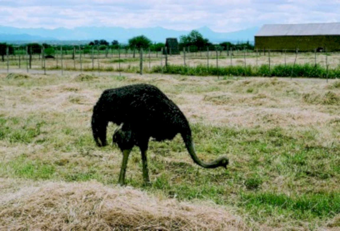 ostrich hay bale1980s 1990s A4 Photo Print