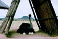 ostrich nest namibia1980s 1990s A4 Photo Print