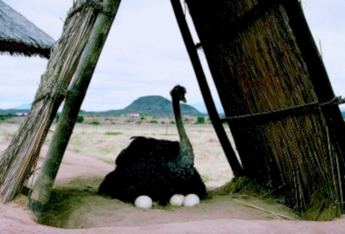 ostrich nest namibia1980s 1990s A4 Photo Print