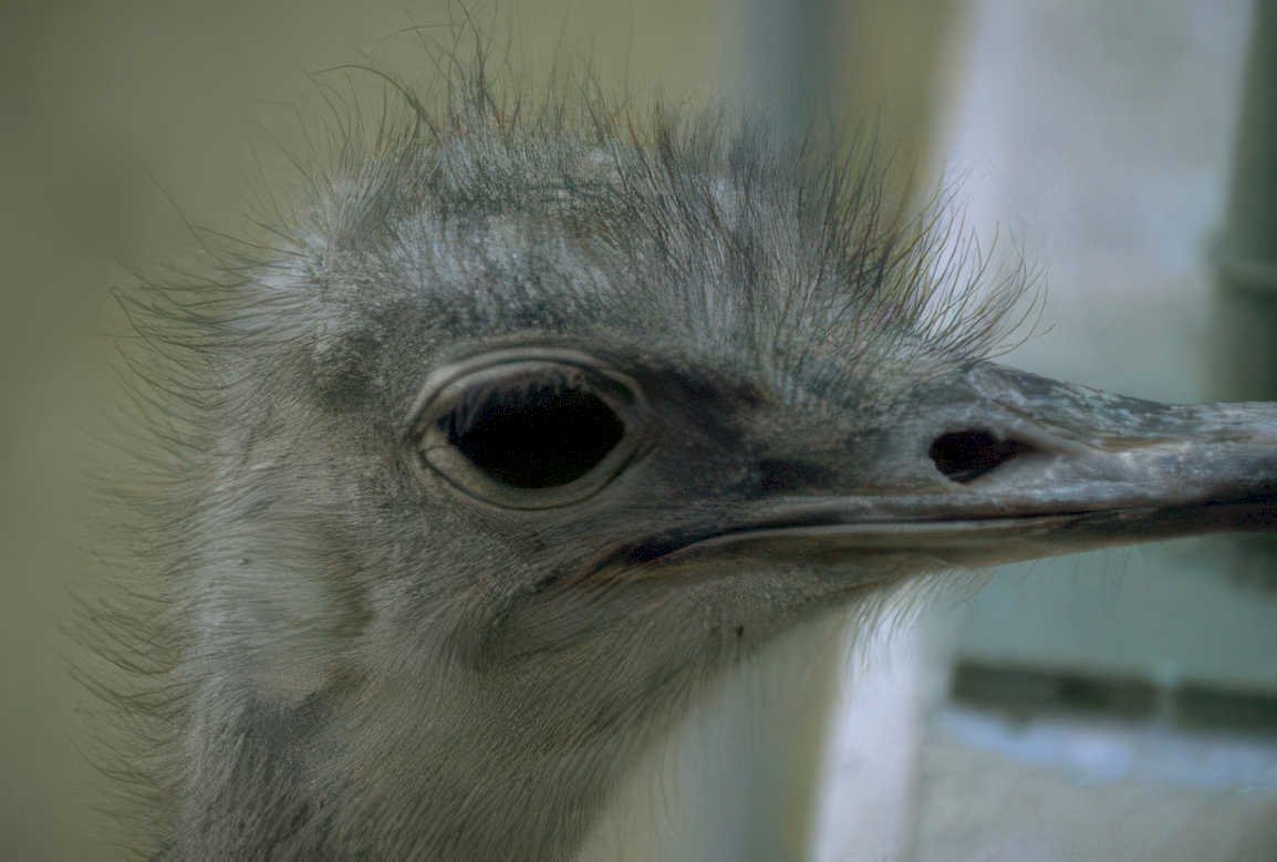 ostrich portrait feathers Vintage A4 Photo Print