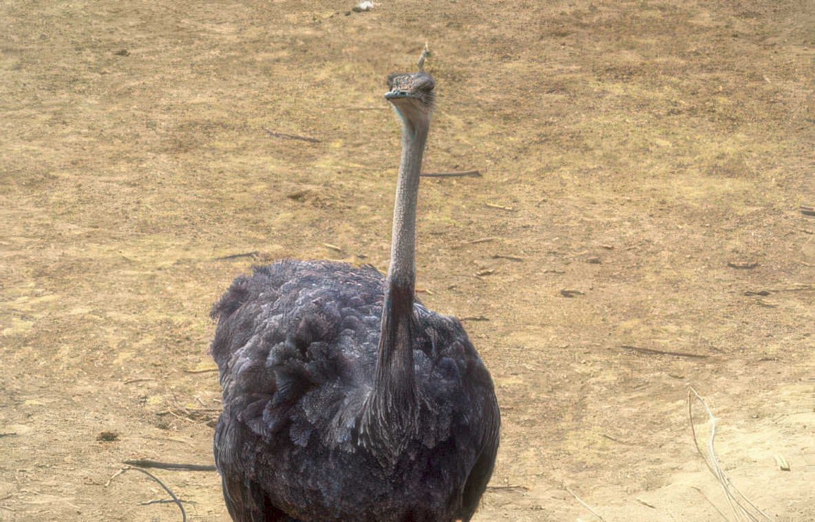 ostrich portrait gray Vintage A4 Photo Print