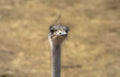 ostrich portrait head Vintage A4 Photo Print