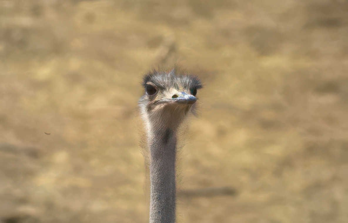 ostrich portrait head Vintage A4 Photo Print