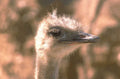 ostrich portrait savanna 1980s 1990s A4 Photo Print