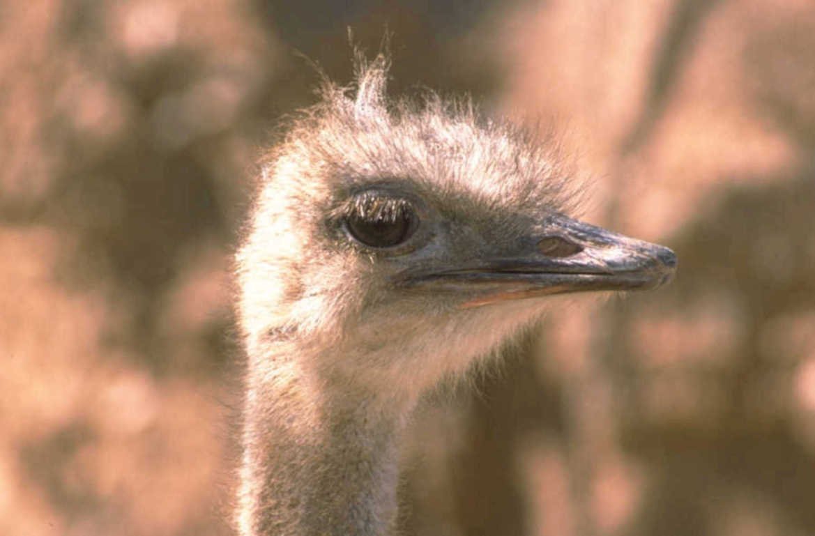 ostrich portrait savanna 1980s 1990s A4 Photo Print