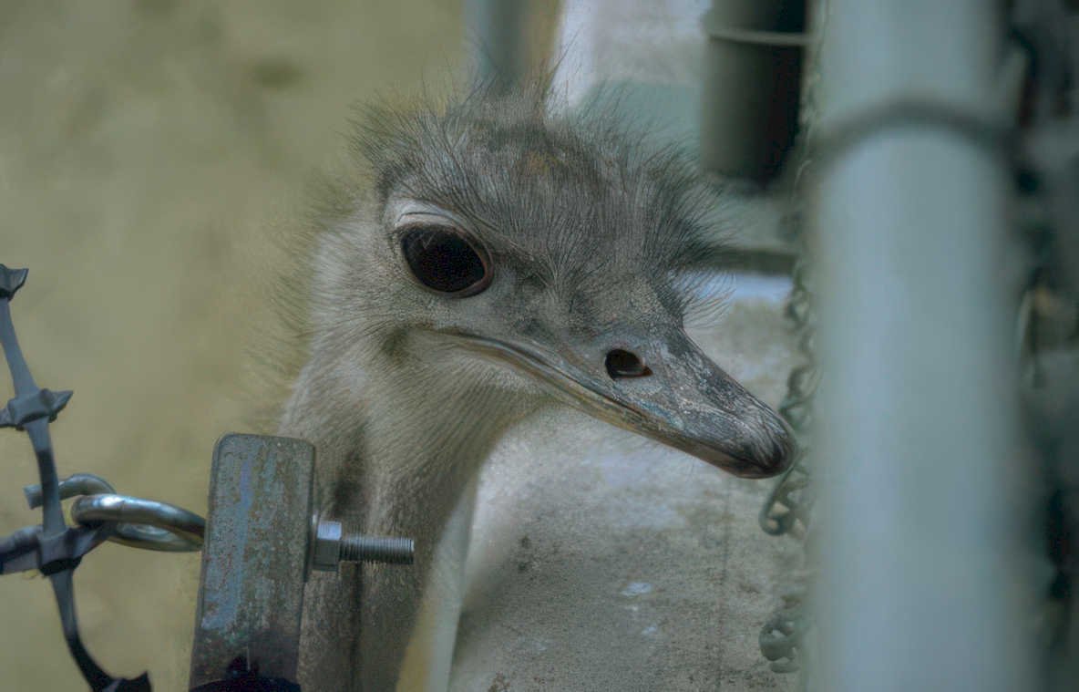 ostrich portrait zoo Vintage A4 Photo Print