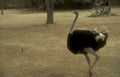 ostrich raven zoo Vintage A4 Photo Print
