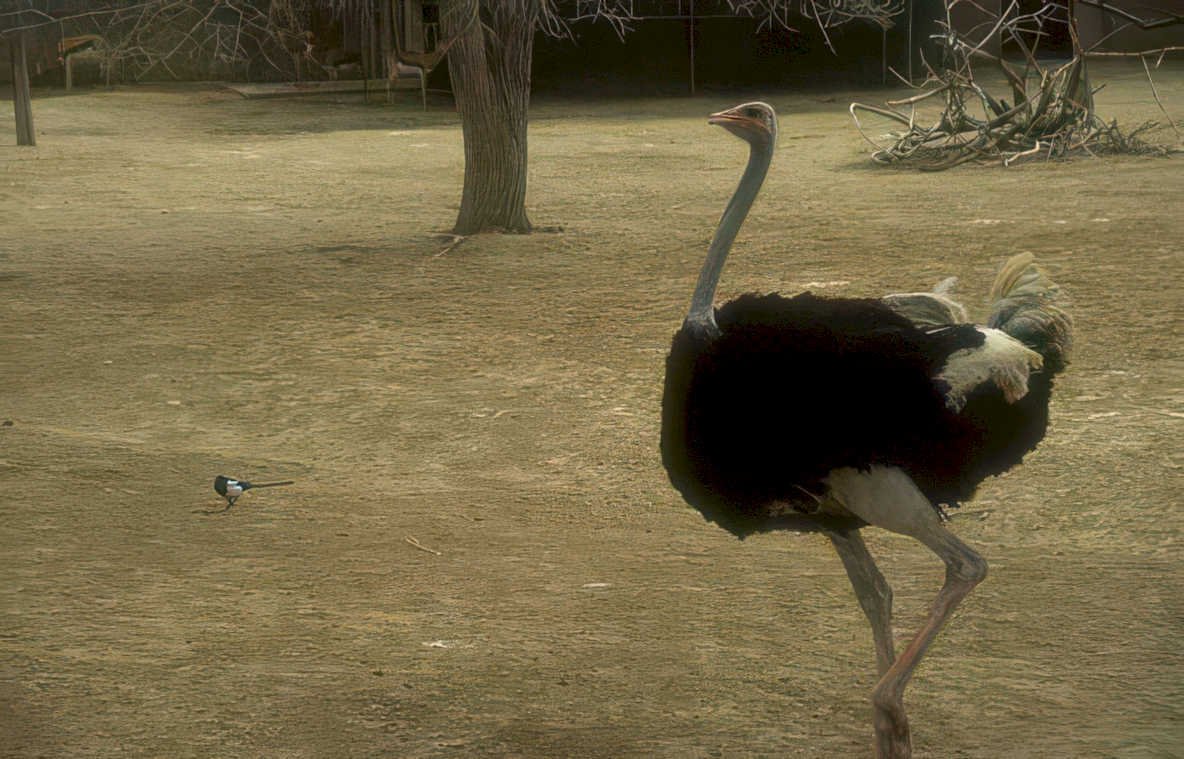 ostrich raven zoo Vintage A4 Photo Print