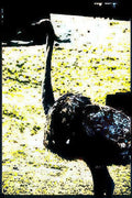 ostrich sand yellow Vintage A4 Photo Print