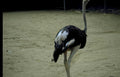 ostrich sand zoo Vintage A4 Photo Print