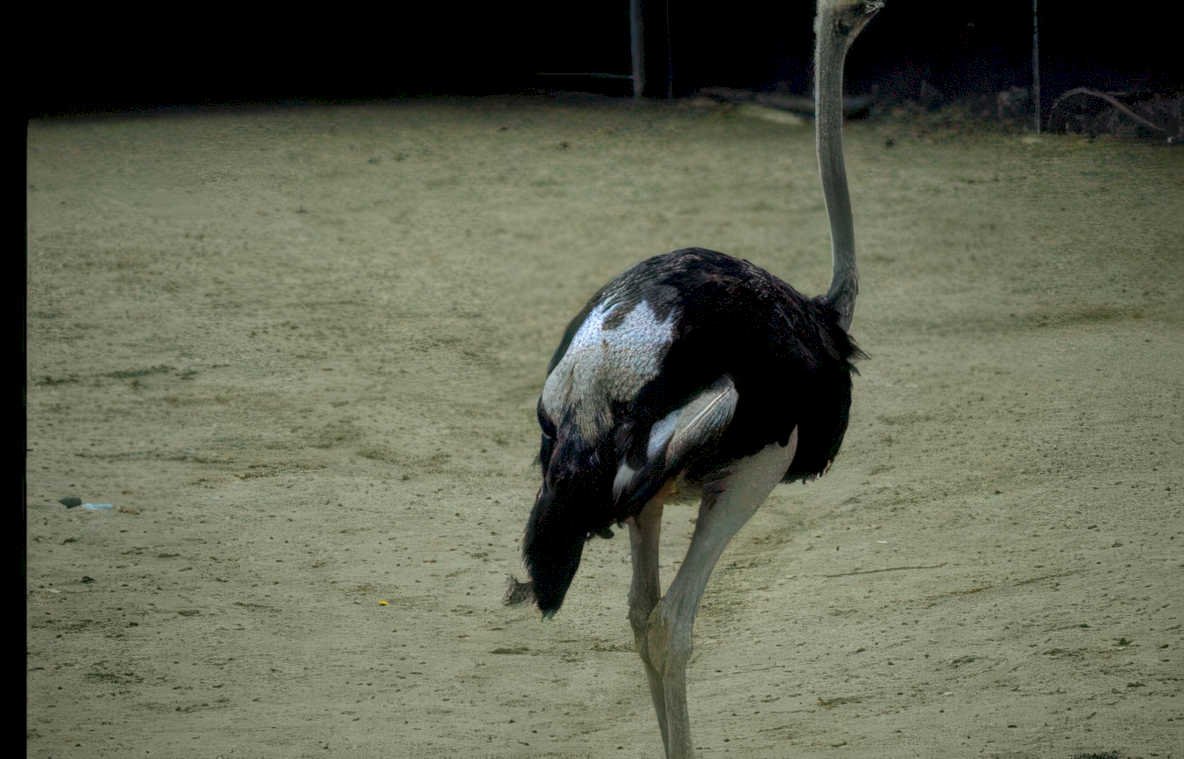 ostrich sand zoo Vintage A4 Photo Print