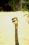 ostrich savanna closeup Vintage A4 Photo Print