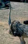 ostrich side view Vintage A4 Photo Print