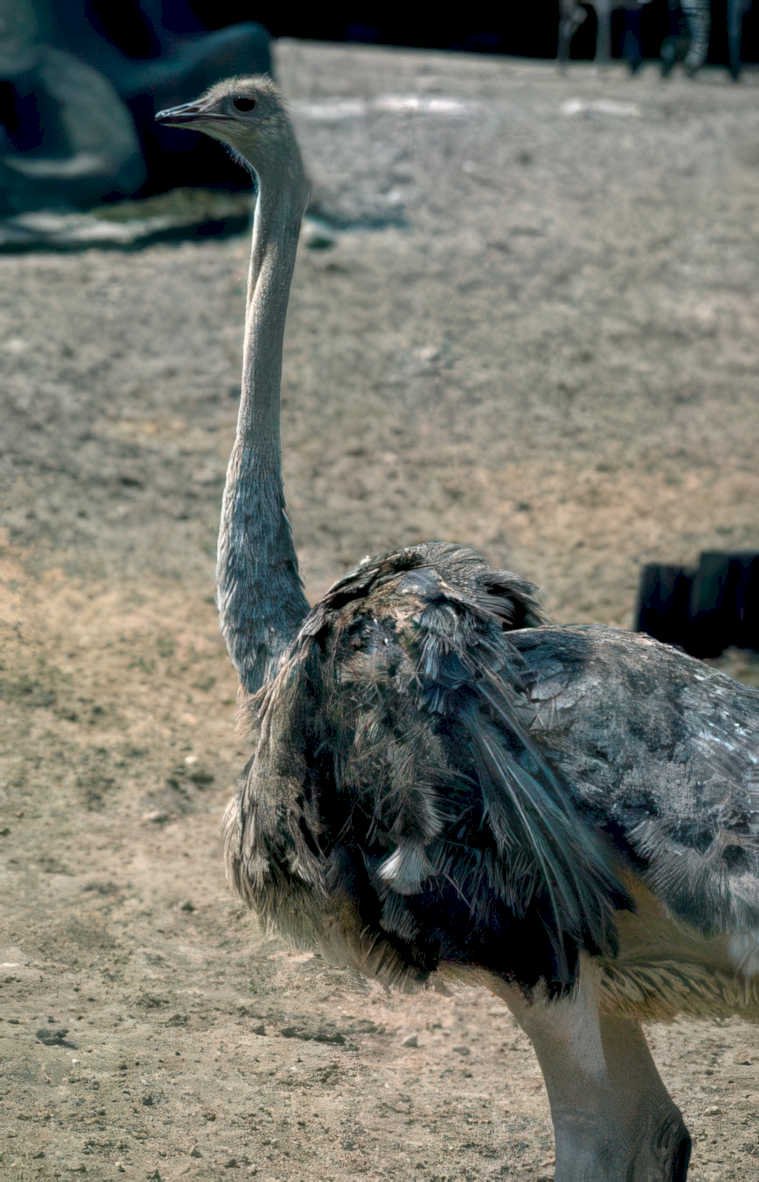 ostrich side view Vintage A4 Photo Print