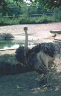 ostrich water pool Vintage A4 Photo Print