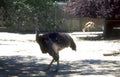 ostrich zoo enclosure Vintage A4 Photo Print