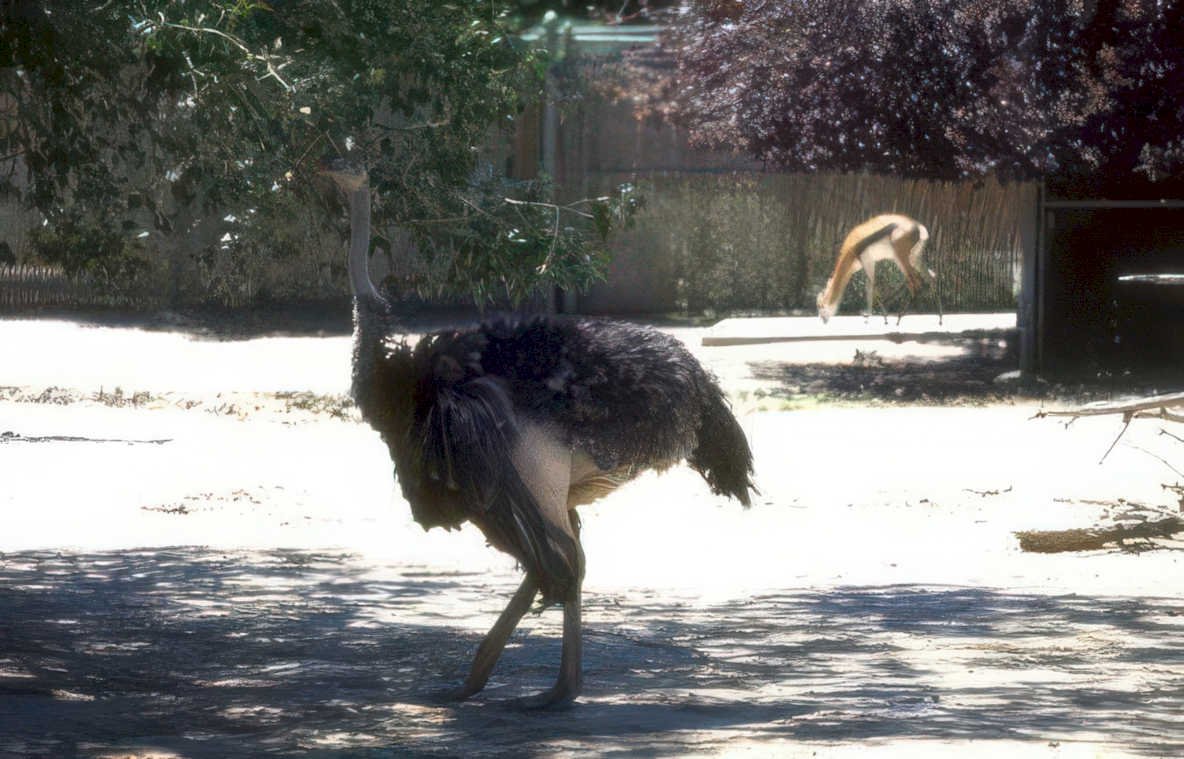 ostrich zoo enclosure Vintage A4 Photo Print