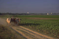 ox cart dusk 1980s 1990s A4 Photo Print