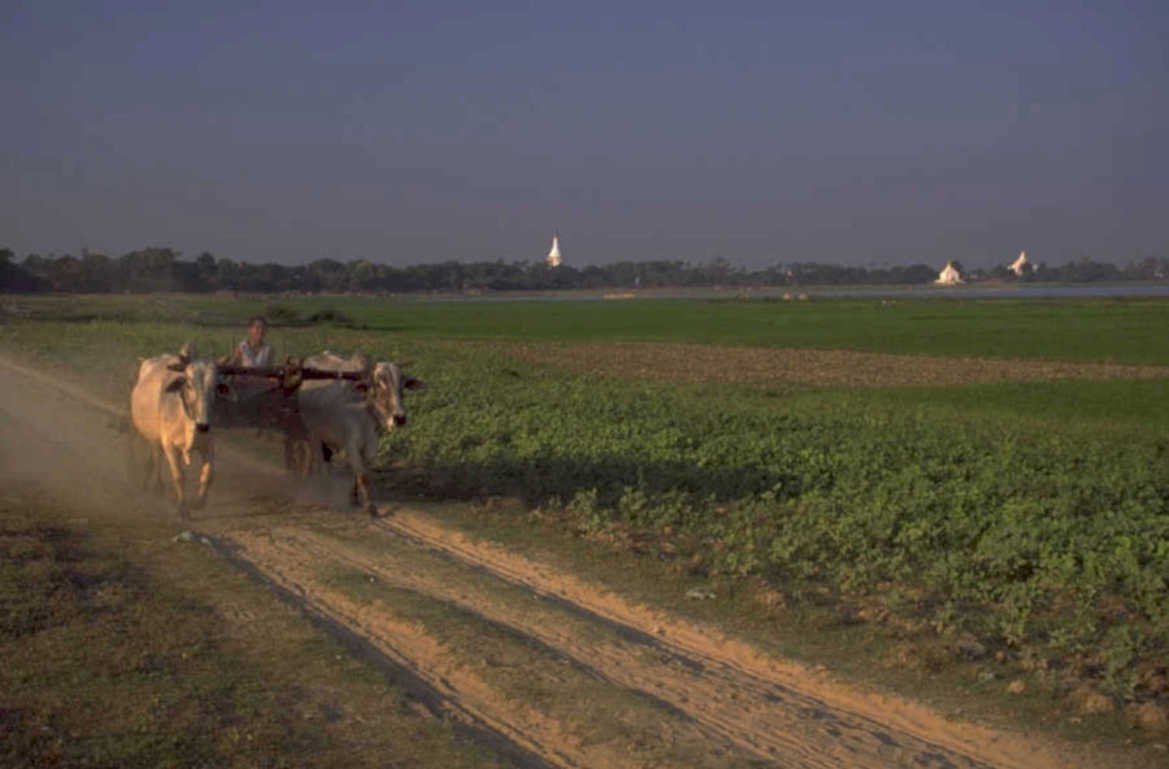 ox cart dusk 1980s 1990s A4 Photo Print