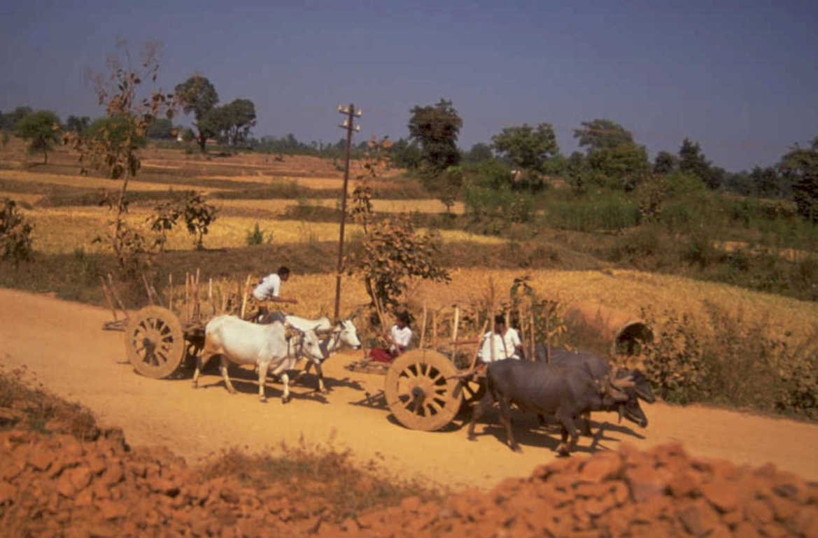 ox cart india 1980s 1990s A4 Photo Print