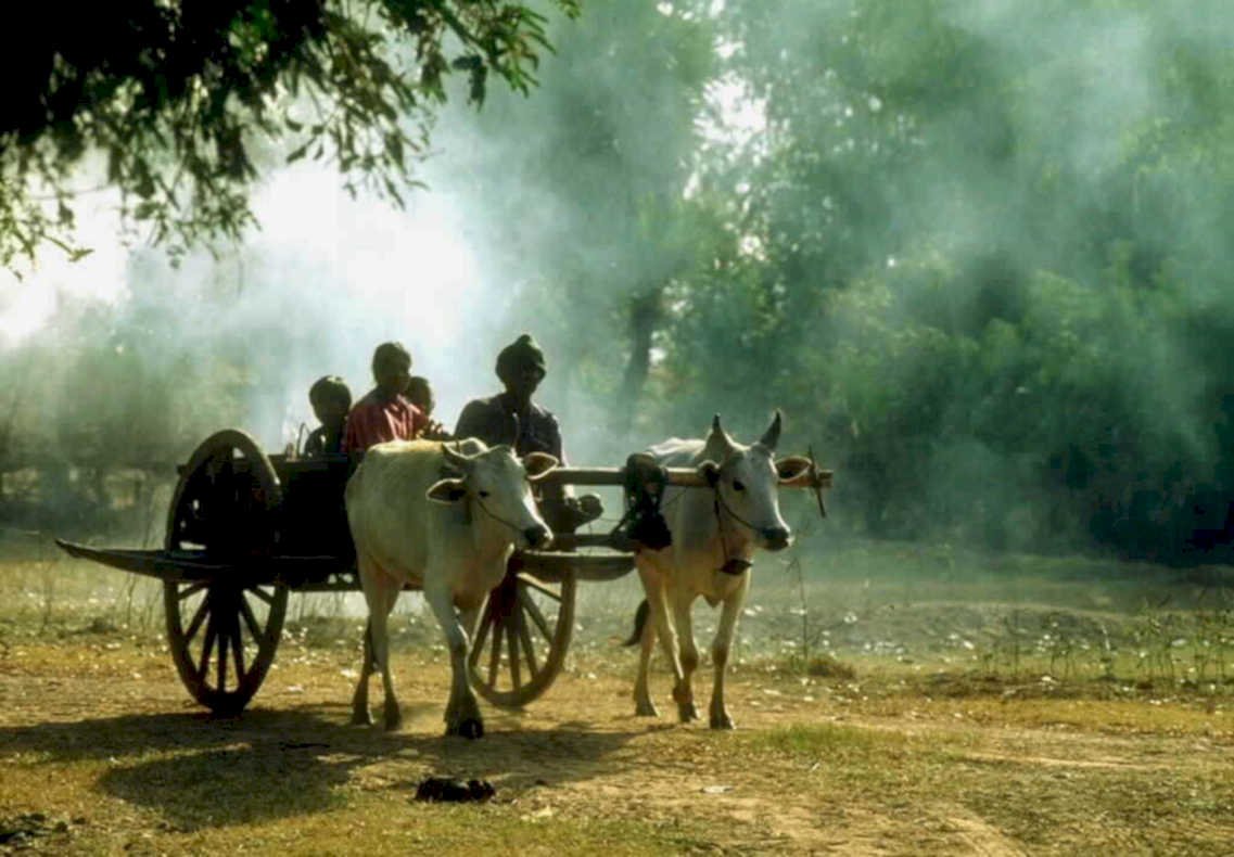 ox cart southeast1980s 1990s A4 Photo Print