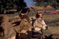 oxen cattle bhaleri 1980s 1990s A4 Photo Print