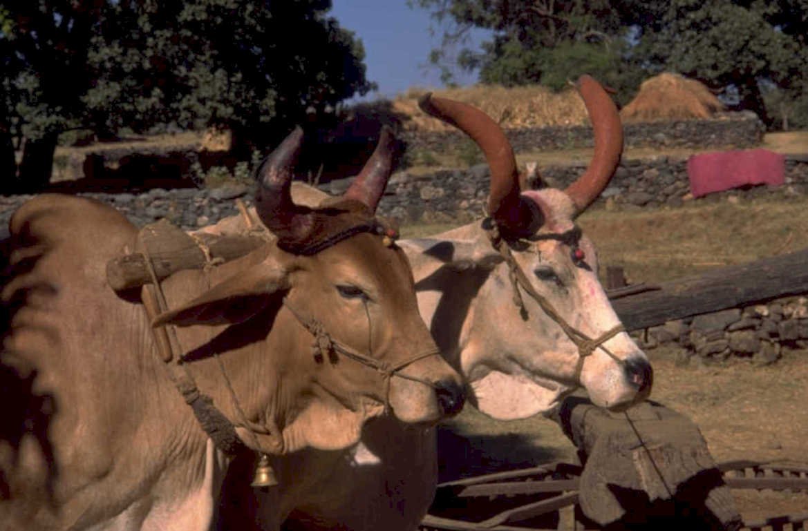 oxen cattle bhaleri 1980s 1990s A4 Photo Print