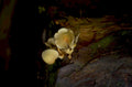 oyster mushrooms rocks 1980s 1990s A4 Photo Print