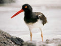 oystercatcher shoreline rock1980s 1990s A4 Photo Print